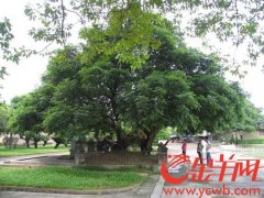 广州花都298株古树名木都有“身份证”了！这些百年老树你见过哪几棵？